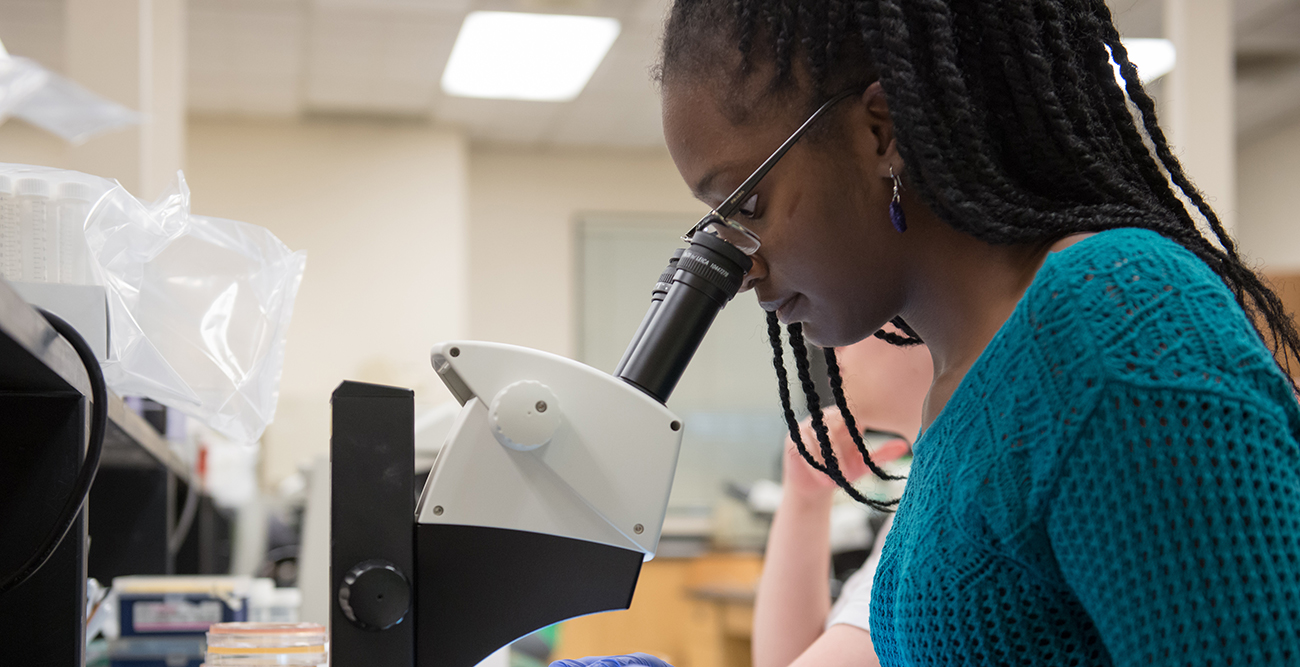 An Occidental College biology student looks through a microscope